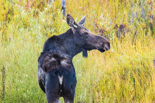 Obraz Female moose with ruffled hair on her back looking right surrounded by colorful willows