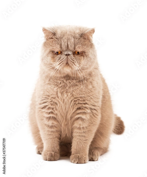 Fototapeta Exotic short-haired cat