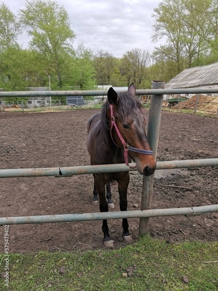 Obraz horse in a stable