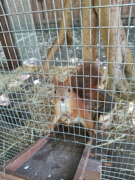Obraz squirrel in cage