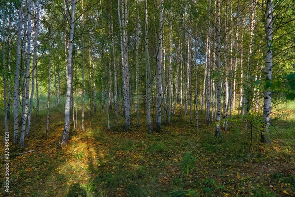 Fototapeta Forest closeup, beautiful summer landscape, sunlight shines through branches, trees with shadows.