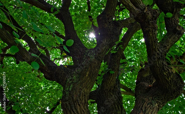 Fototapeta Looking up at the lush green canopy of a large tree from its base in summer