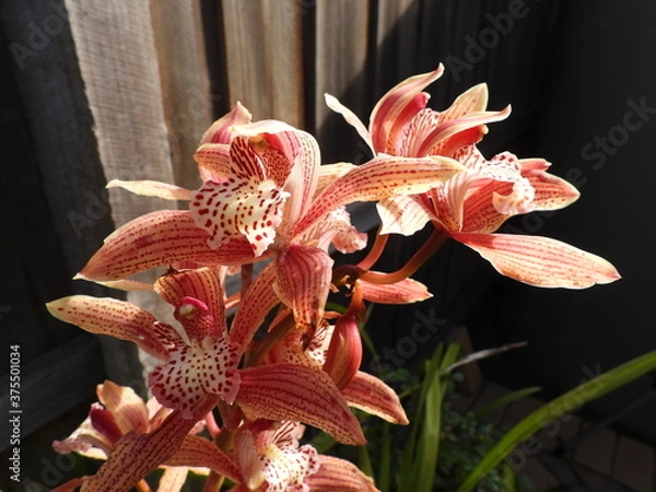 Fototapeta Orchid flower