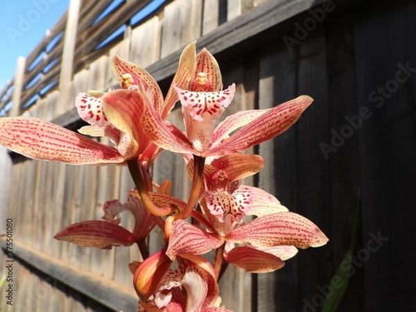 Obraz Red orchid with fence background