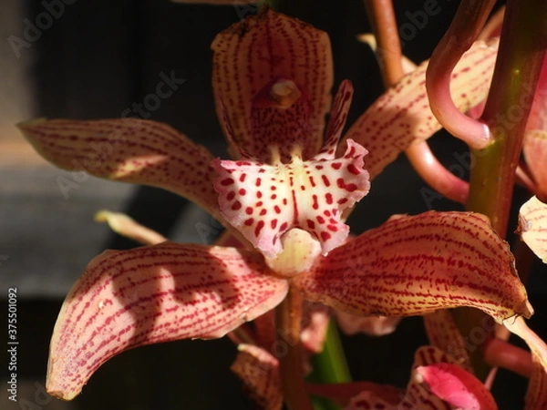 Obraz Orchid emerging from the shadows