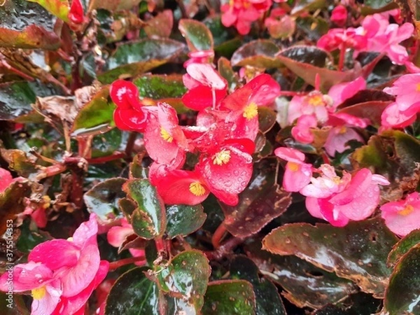 Obraz red and yellow flowers