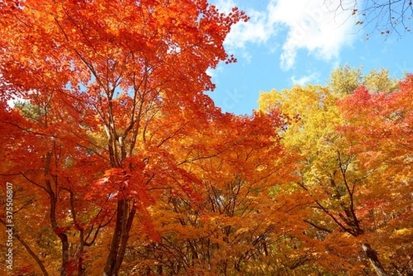 Fototapeta 紅葉した森の紅葉