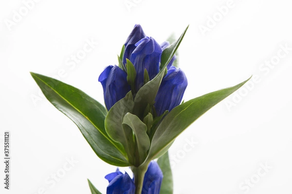 Fototapeta リンドウ