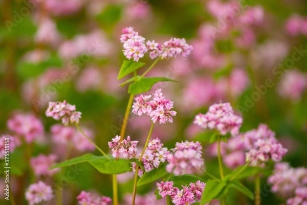 Fototapeta 「高嶺ルピー」といわれる腰の強い赤蕎麦の花