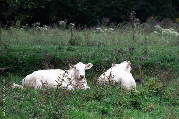 Obraz white cows grazing in a field