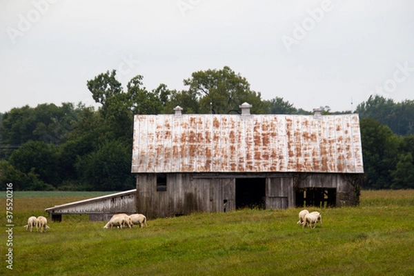 Obraz sheep herd grazing by an old barn