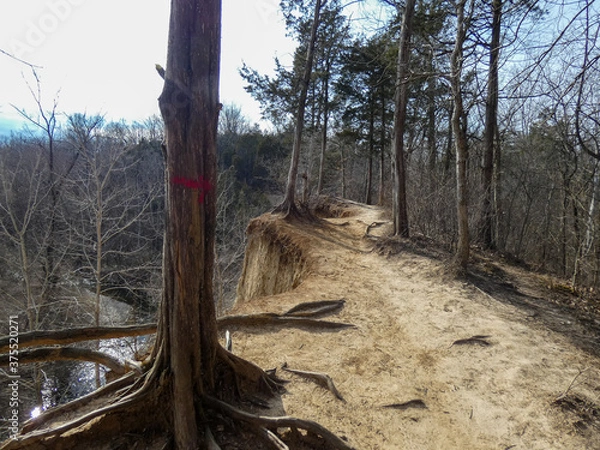 Obraz tree riddled trail in canyon bluffs