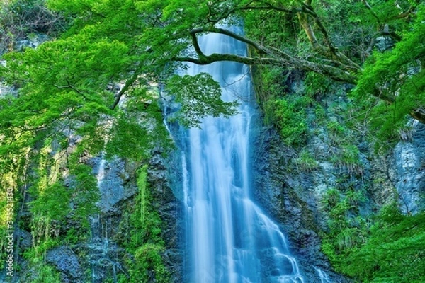 Fototapeta 涼しさ満点の真夏の箕面大滝＠大阪