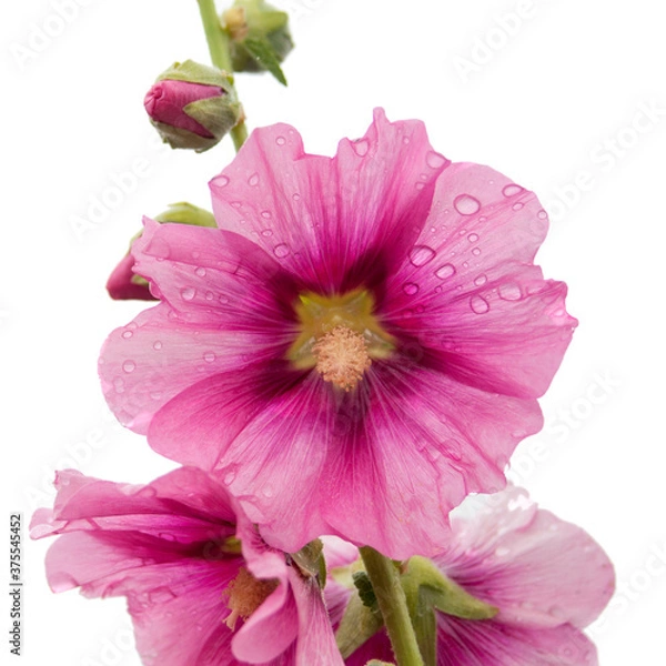 Fototapeta Pink flower isolated. White background. Blank for a greeting card, poster.