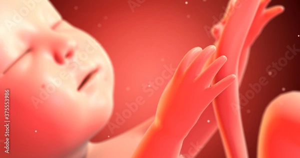 Fototapeta Human Baby Fetus Inside Of A Womb. Ready To Give Birth. 3D Illustration Render. Science And Health Related High Quality 4K 3D Render