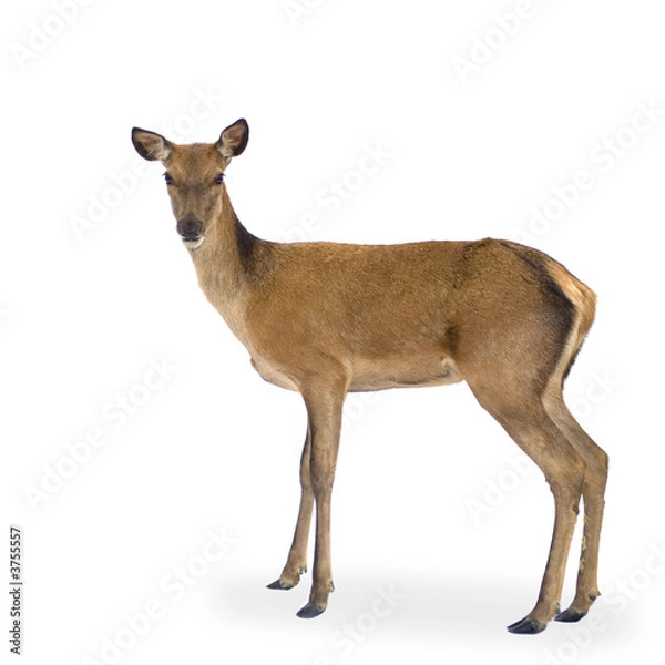 Fototapeta deer in front of a white background and looking at the camera