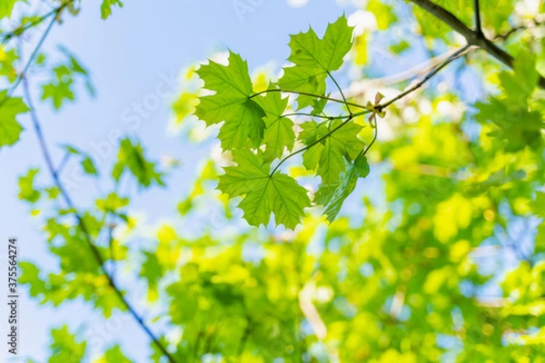 Obraz large green leaves on tree branches, view from below, selective focus, blurry background