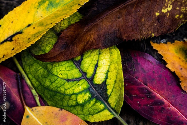 Obraz autumn leaf colours