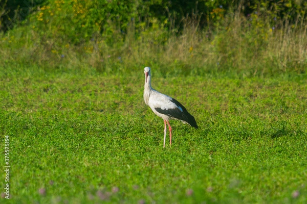 Fototapeta stork  in the field on a summer morning looking for food