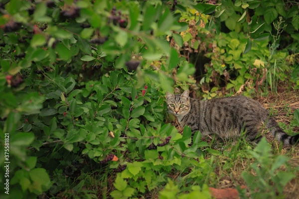 Fototapeta a gray tabby cat went hunting against a background of summer greenery