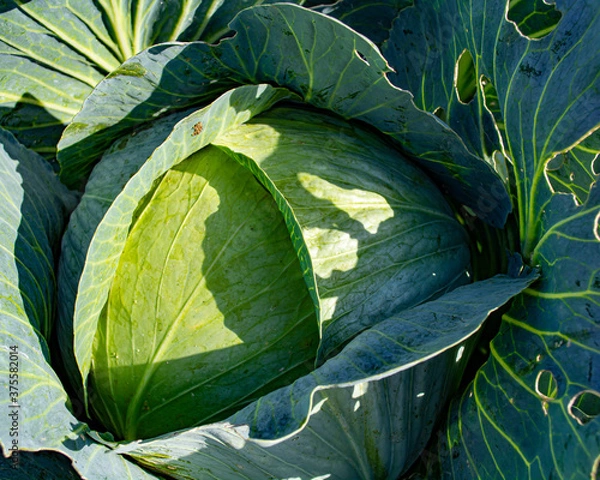 Obraz Late cabbage, leaves bitten by Pieris brassicae
