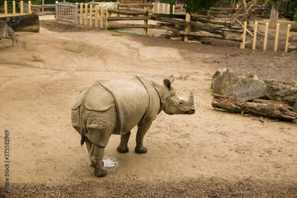 Obraz rhino in the zoo