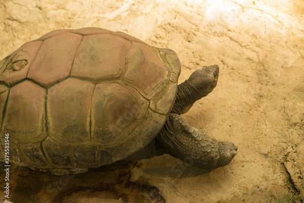 Obraz turtle on the rocks