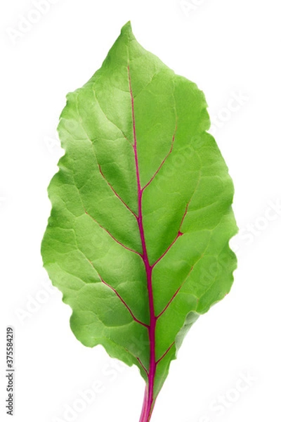 Fototapeta Beetroot leaf isolated on white background with clipping path