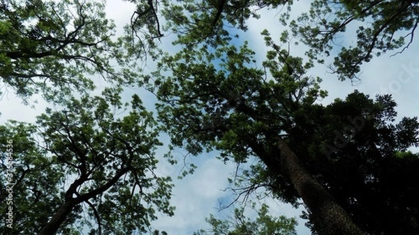 Obraz Ciel à travers les feuillage 