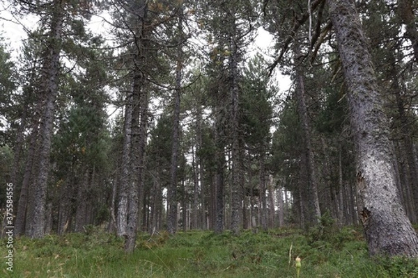 Obraz Forêts de pins 2