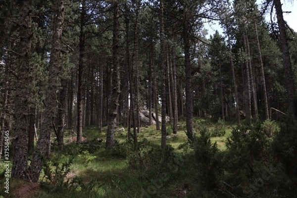 Obraz Forêts de Pins