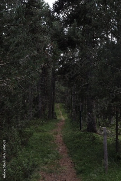 Obraz Chemin sous les arbres
