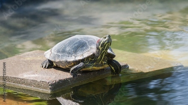 Obraz Żółw czerwonolicy. (Trachemys scripta elegans)