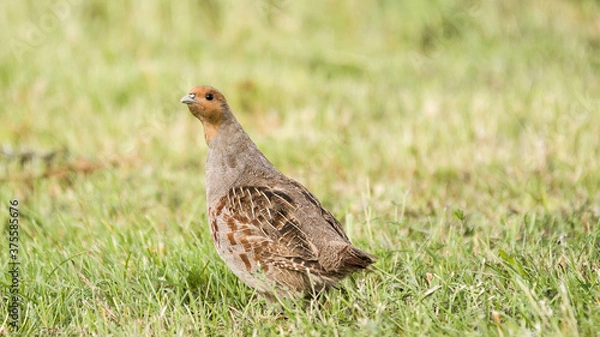 Obraz partridge in the meadow. (Perdix perdix)