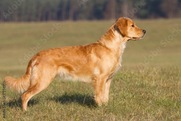 Obraz Golden Retriever Standbild