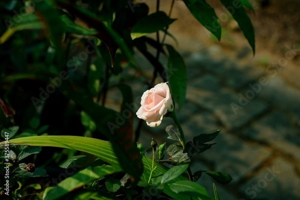 Fototapeta pink rose flower