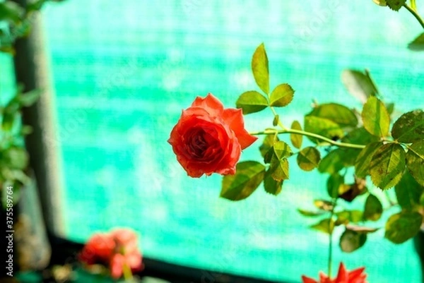 Obraz red rose in water