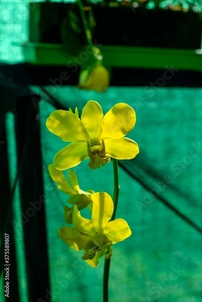 Fototapeta yellow flower on the wall