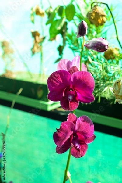 Fototapeta pink orchid on green background