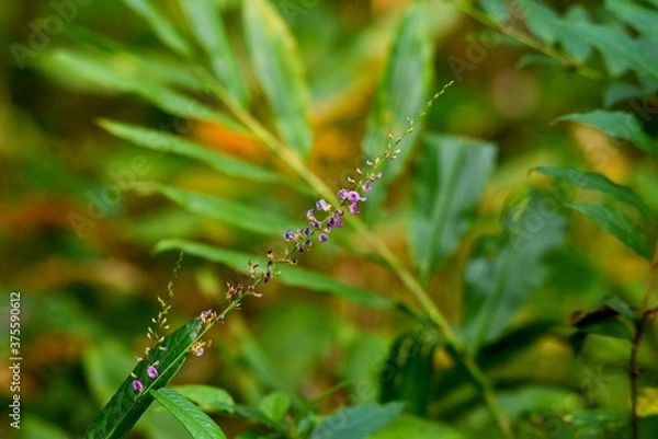 Fototapeta dragonfly on the grass