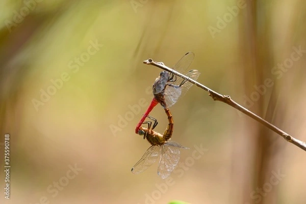 Fototapeta spider on a leaf