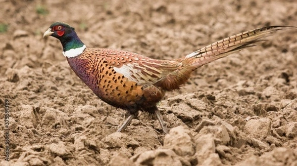 Obraz The common pheasant (Phasianus colchicus)