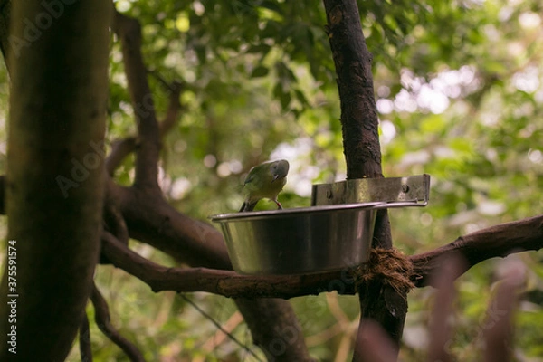 Fototapeta sparrow on a feeder