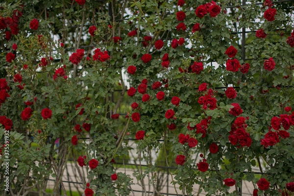 Obraz red roses on a wall