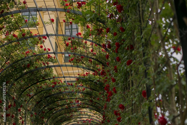 Obraz red roses in a garden