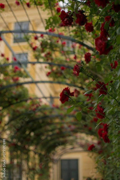Obraz closeup red roses in a garden
