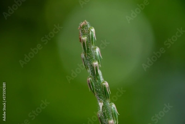 Fototapeta dew on grass