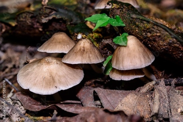 Obraz mushrooms in the forest