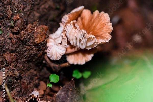 Fototapeta mushrooms on the tree