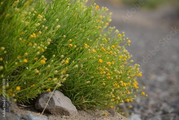 Fototapeta moss on the ground